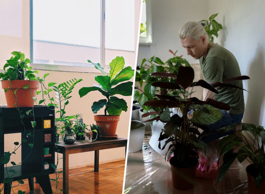 Si la pregunta es qué hacer con las plantas en vacaciones, cada vez más gente lo tiene claro: guarderías para plantas